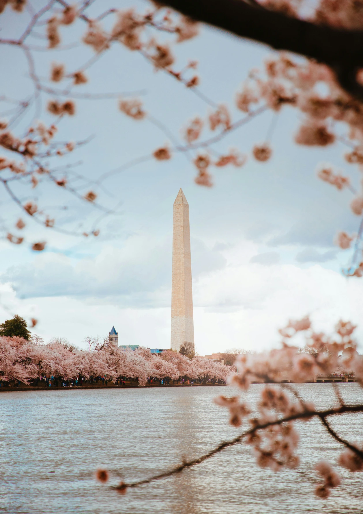 Washington Monument through cherry blossoms.